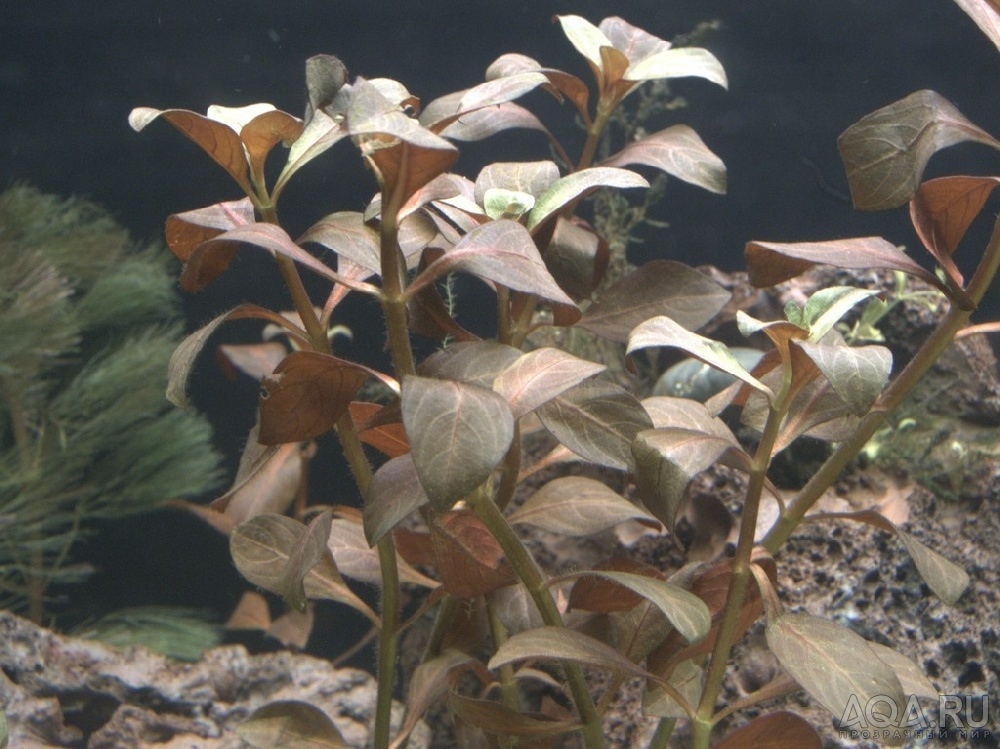 Perhaps Ludwigia repens