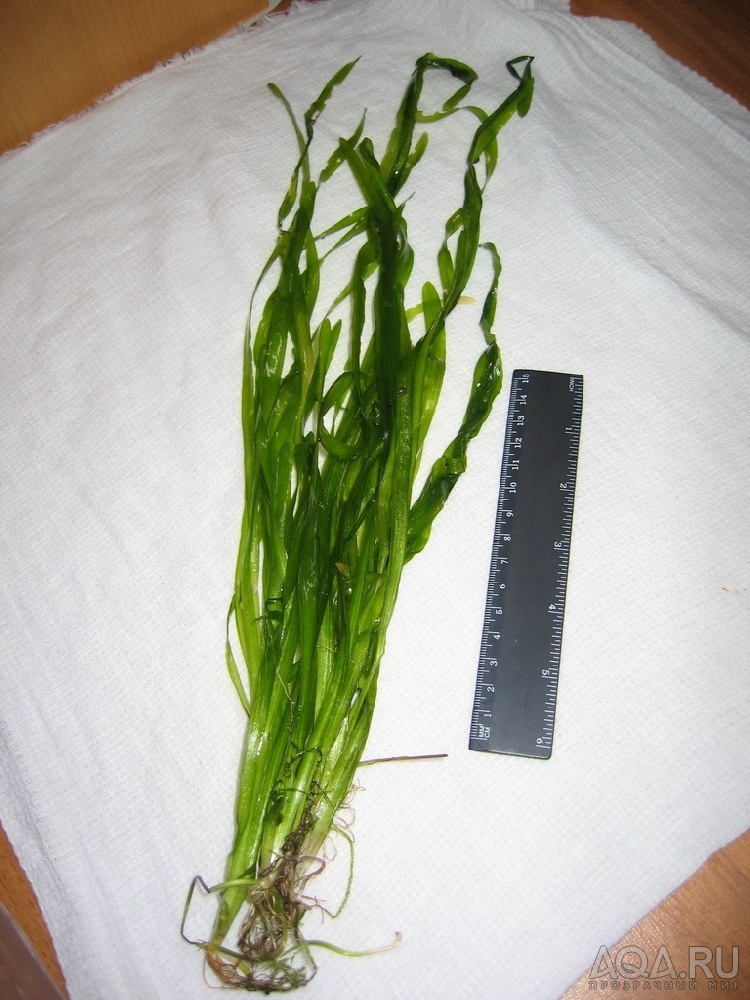 Vallisneria