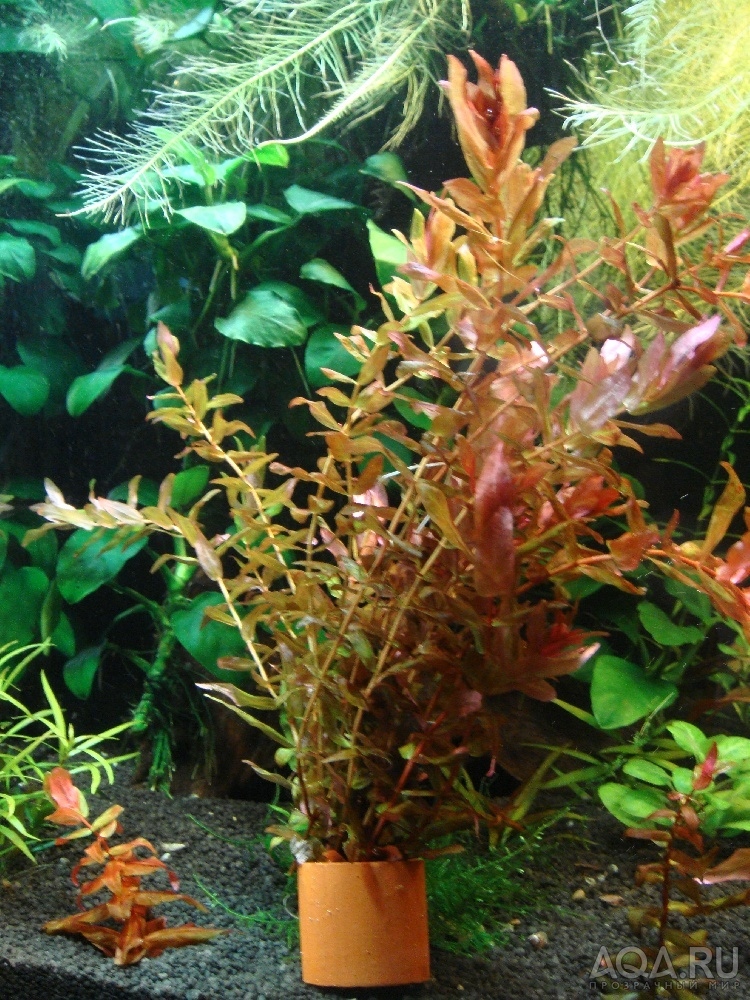  Rotala macrandra