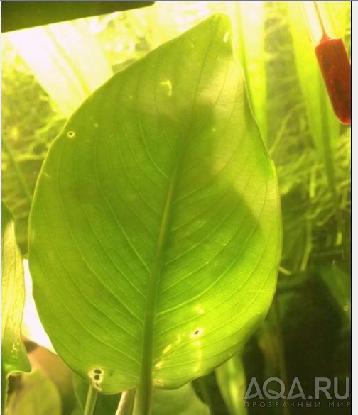 anubias