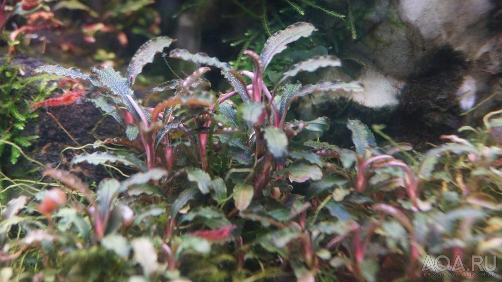 Bucephalandra sp. Kedagang