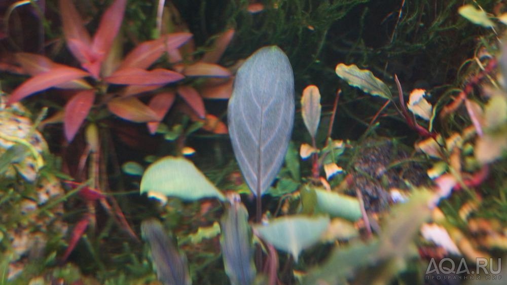 Bucephalandra sp. Pearl Grey