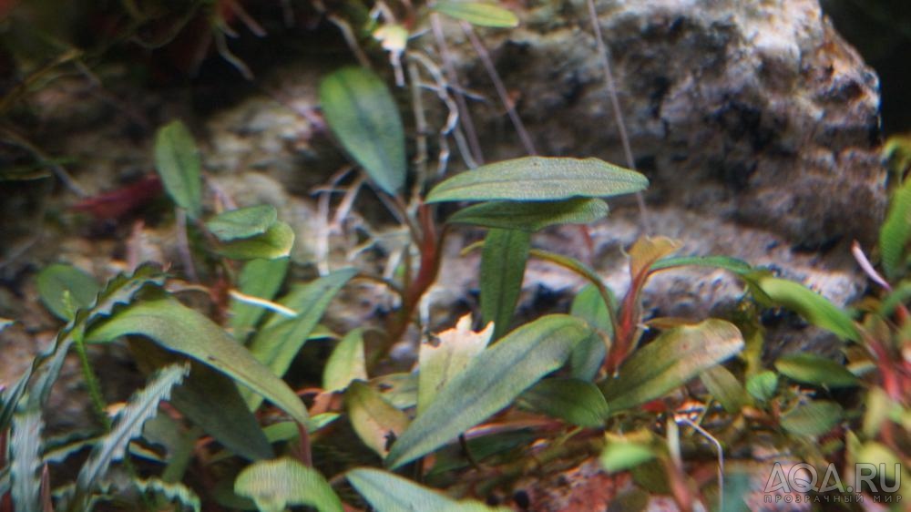 Bucephalandra sp. GBV