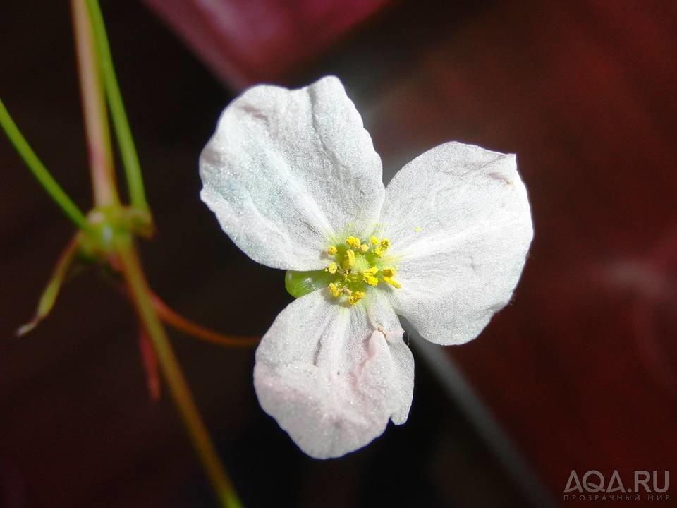 Цветок эхинодоруса