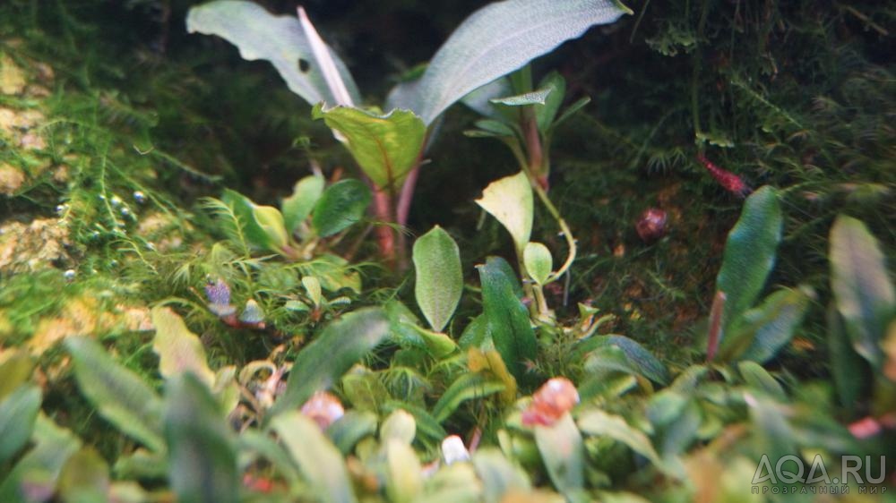 Bucephalandra sp. Pearl Grey