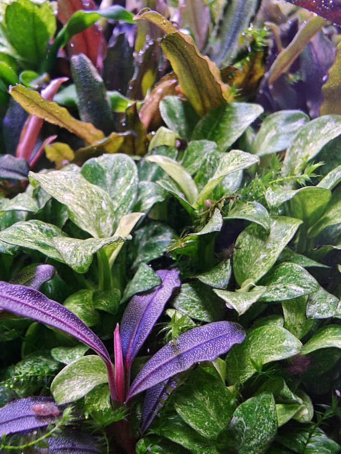 Anubias barteri var. nana 3