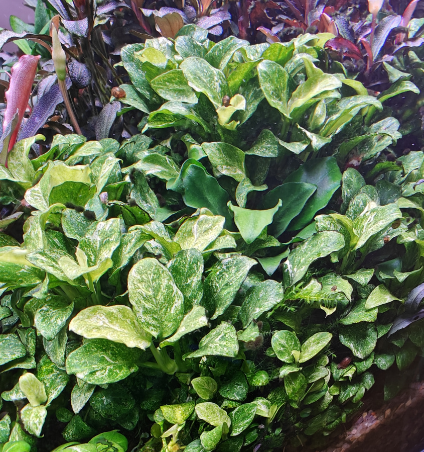 Anubias barteri var. nana 4