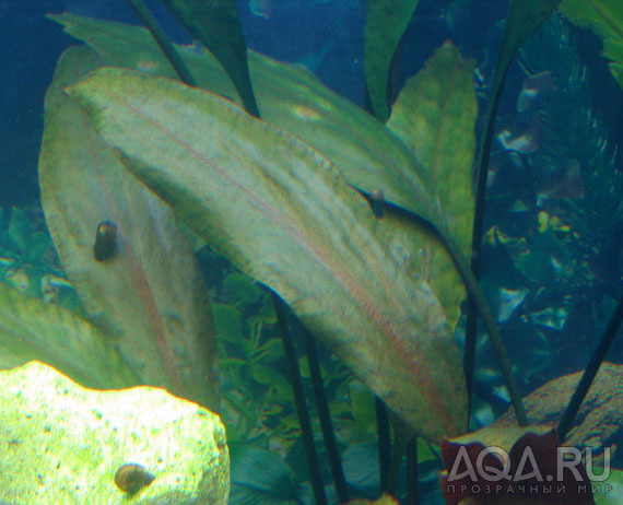 Cryptocoryne cordata var. (?)