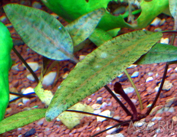 Cryptocoryne cordata var. (?)