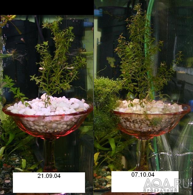 Скорость роста Hemianthus micranthemoides