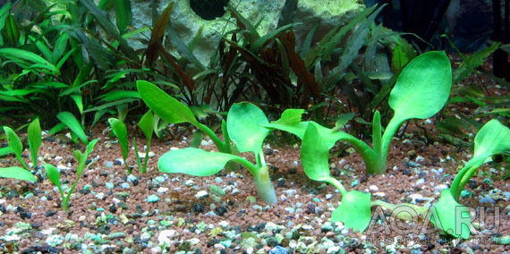 Cryptocoryne lingua submerse + emerse