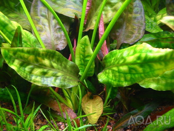 Cryptocoryne cordata (blassii)