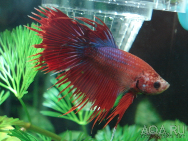 Betta splendens ♂