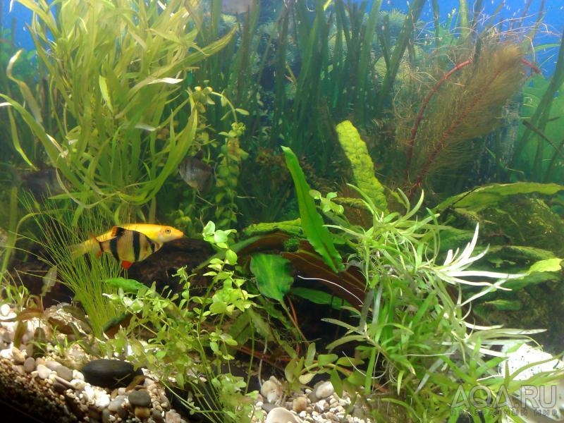 Мой аквариум после масштабной подсадки растений. январь 2009