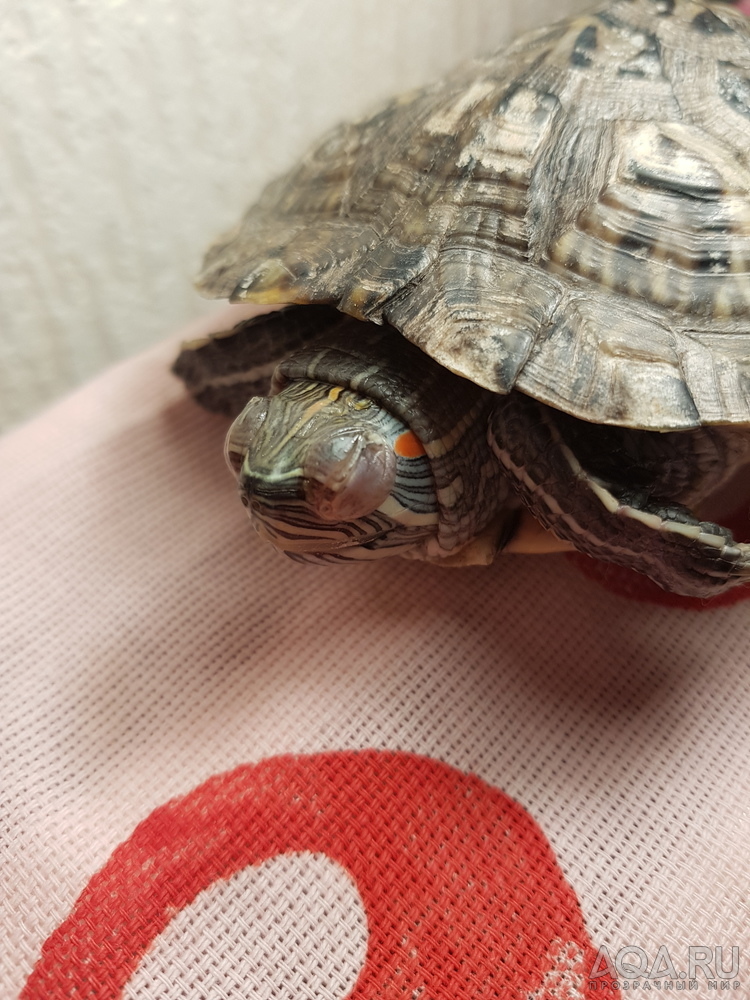 Воспаление глаз у красноухой черепахи.помогите!