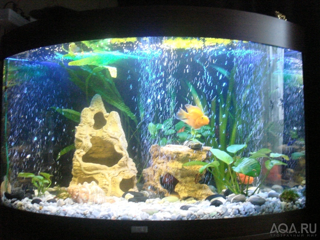 Мои аквариум Тригон 190
