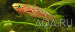 Fundulopanchax gardneri Gold