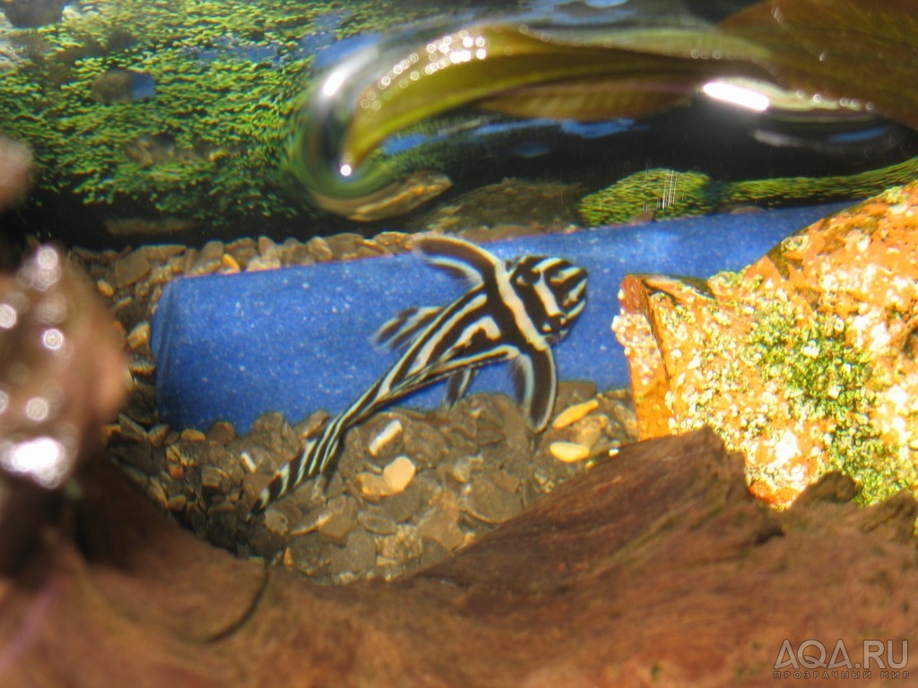 hypancistrus zebra во время подмены воды