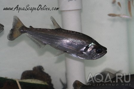 sablizybai tetra