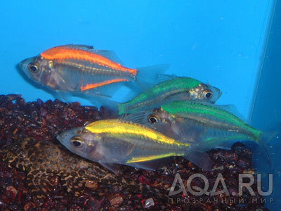 Painted Glass Fish, Indian Glassfish, Glass Perch Scientific Name: Chanda ranga