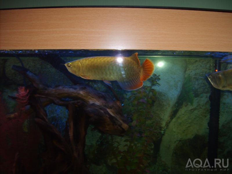 arowana