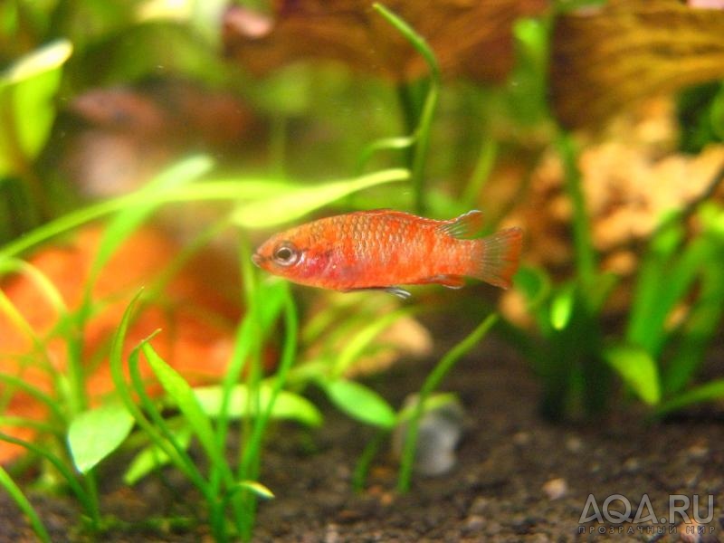 Dario dario (Badis sp.