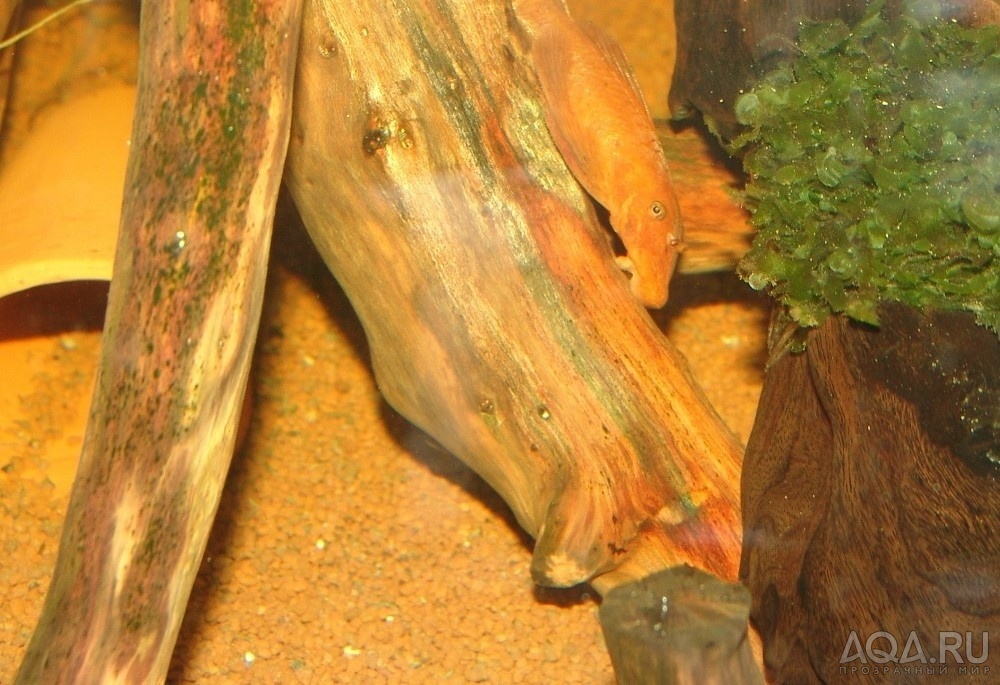 Ancistrus sp. 