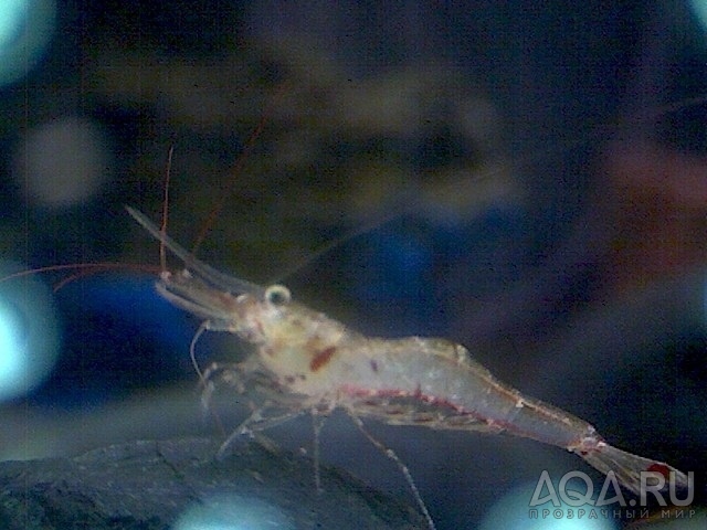 Caridina Ensifera