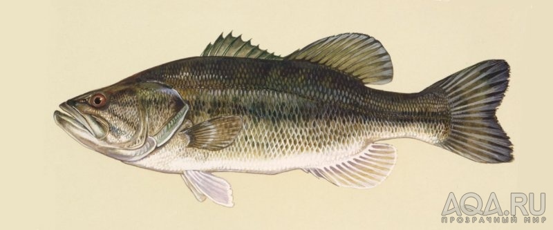 Басс Большеротый(Micropterus salmoides)