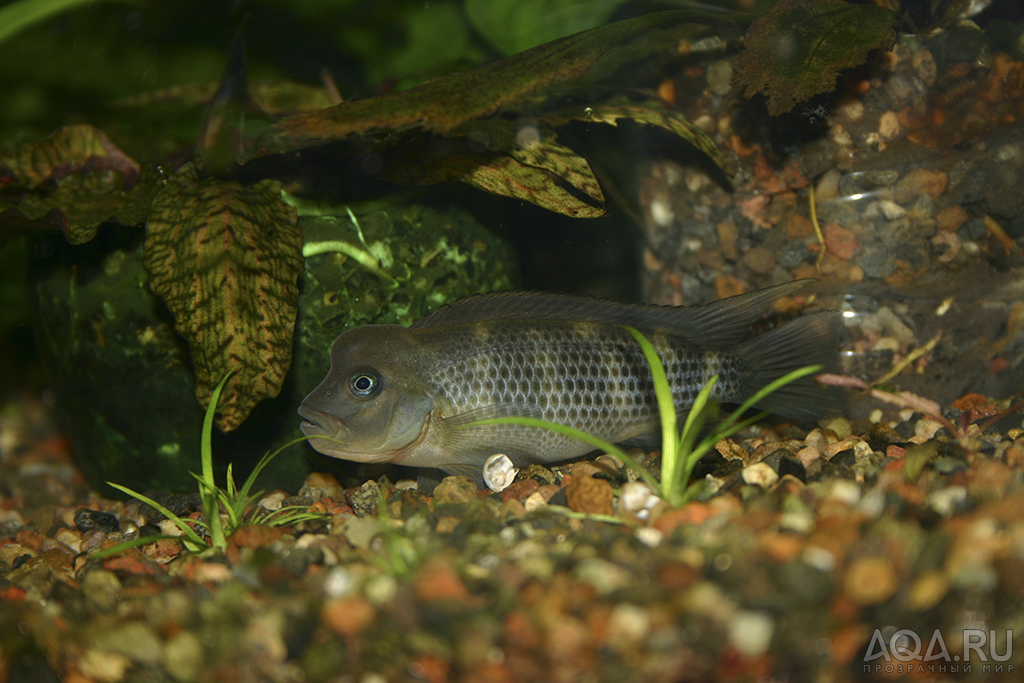 Цихлида львиноголовая (Steatocranus casuaris)