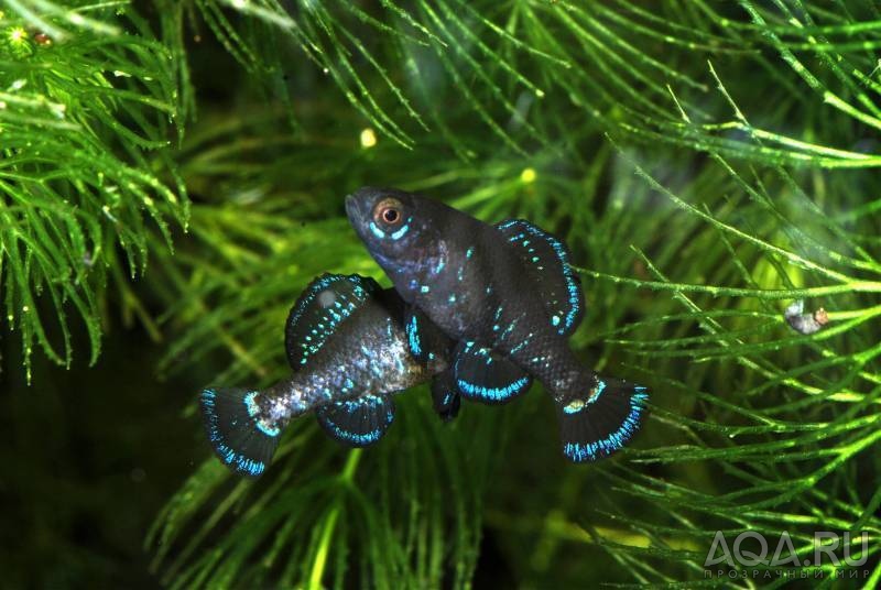 Элассома эвергладей (Elassoma evergladei)