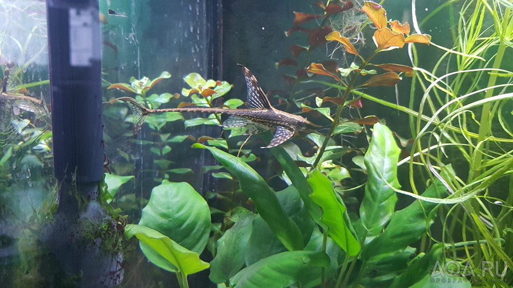 Стурисомы  /Sturisoma panamense /Royal Twig Catfish