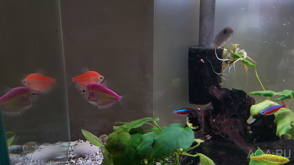 GloFish (ГлоФиш) - рыбы которые светятся