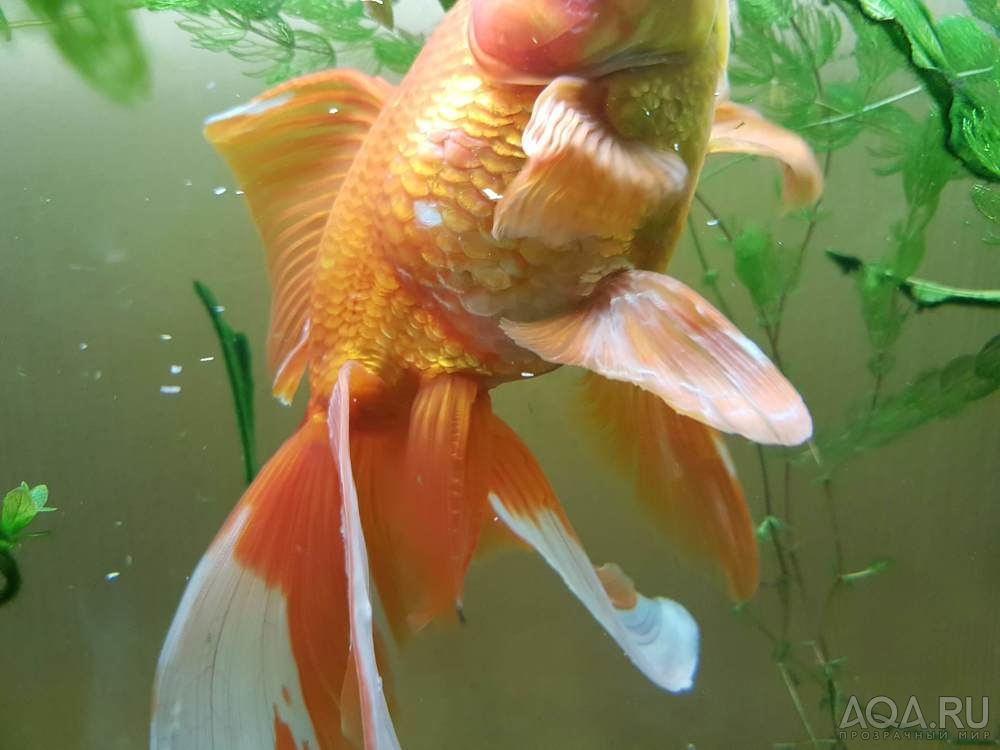 Золотая рыбка заболела