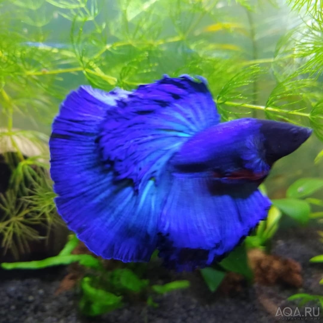 Фотографии наших Betta splendens