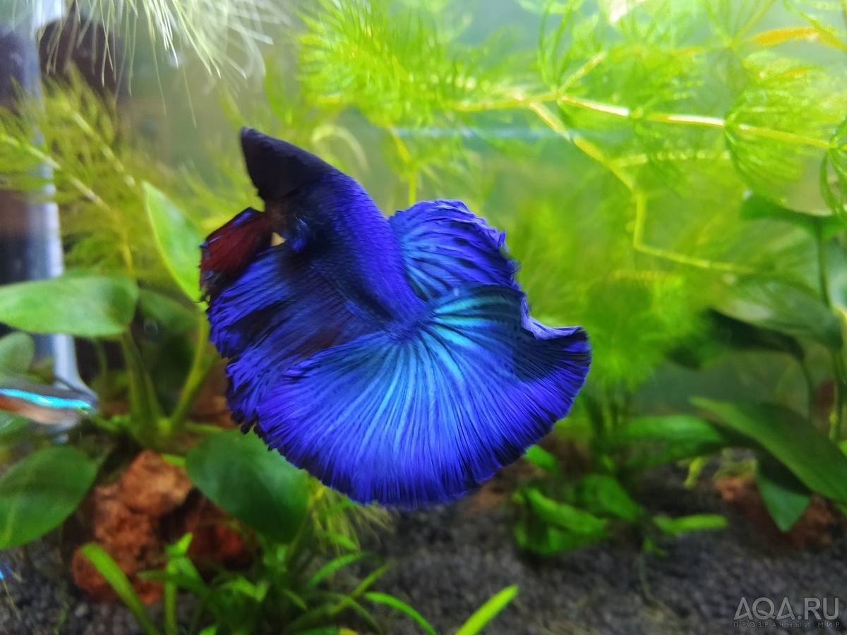 Фотографии наших Betta splendens