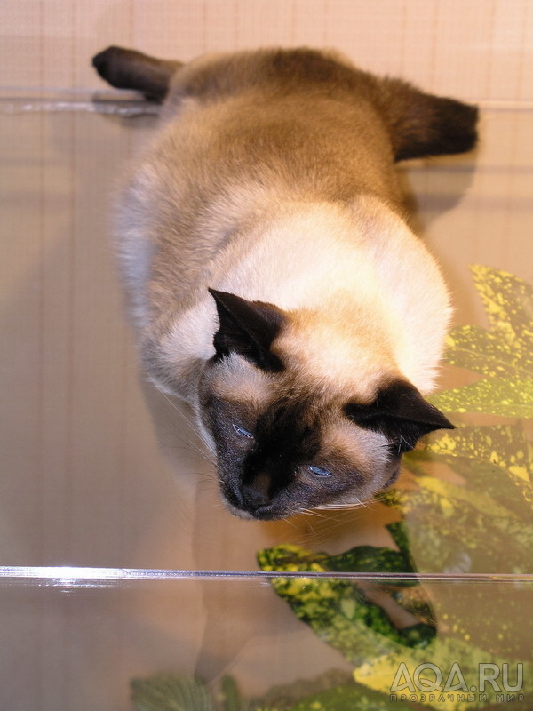 кошка на флорариуме