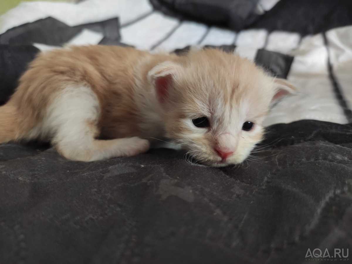 Maine coon