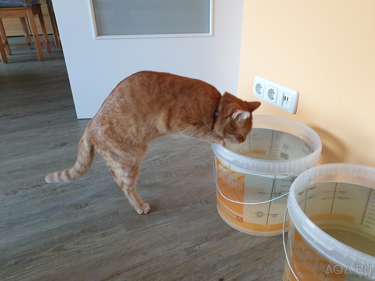 Кот постоянно пытается попить воду из аквариума