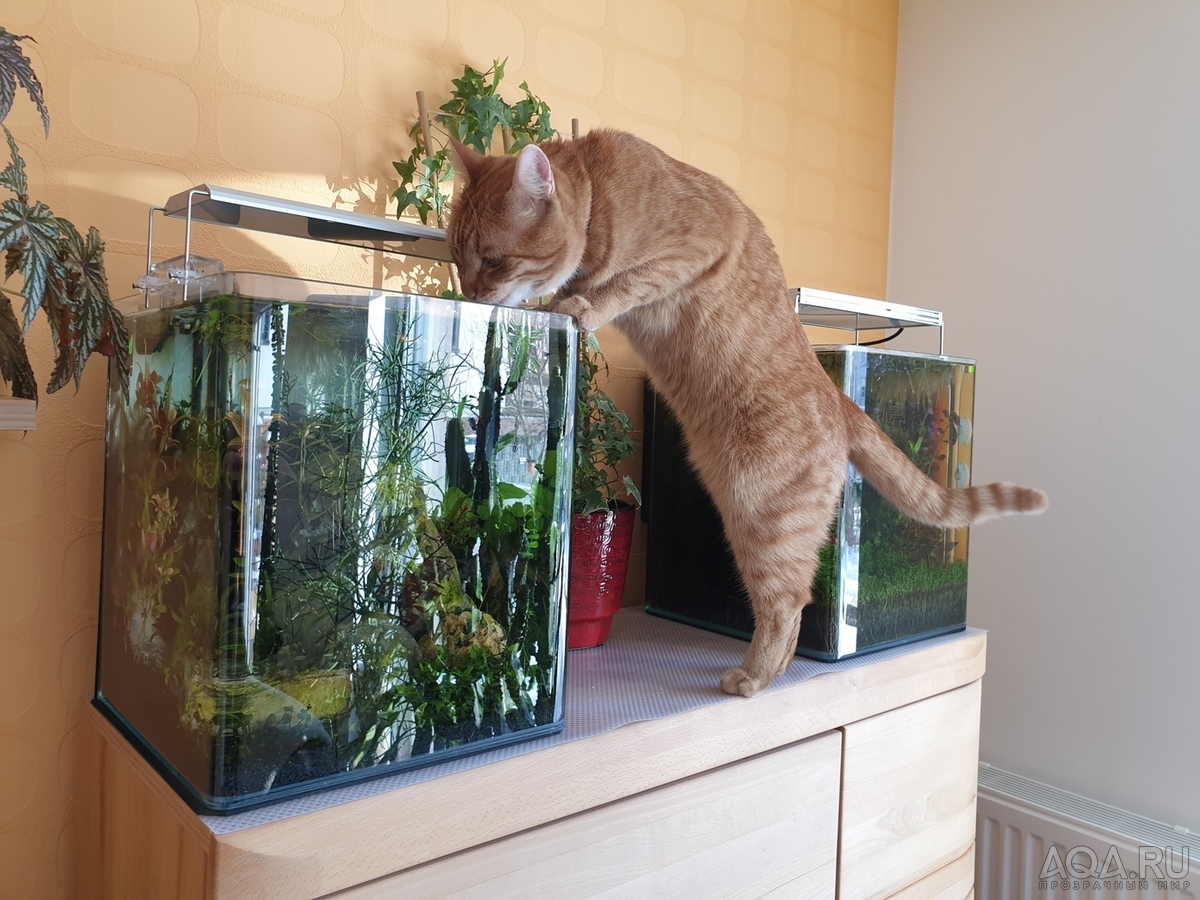 Кот постоянно пытается попить воду из аквариума