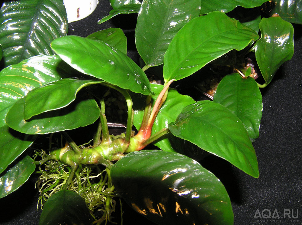 Anubias barteri 