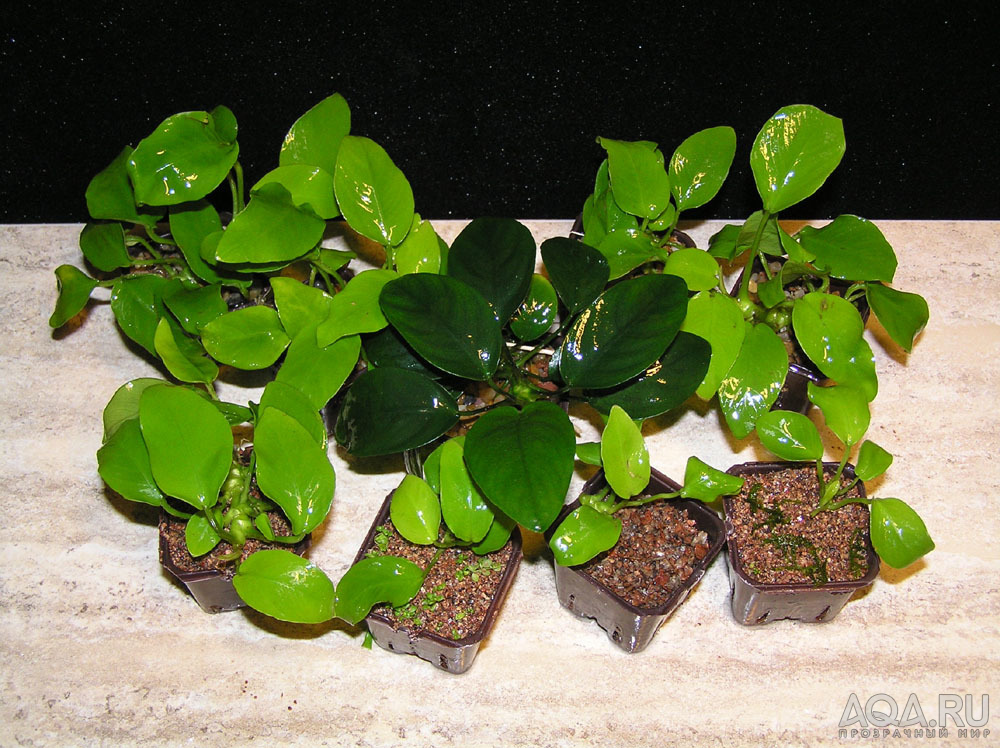 Anubias barteri var. nana 