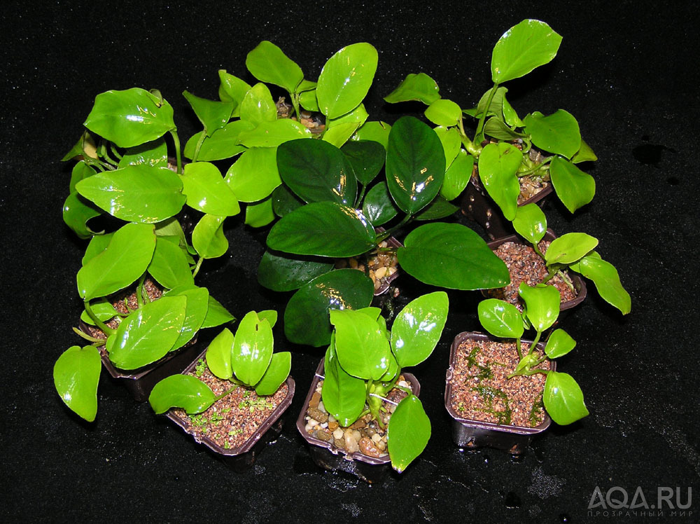 Anubias barteri var. nana 