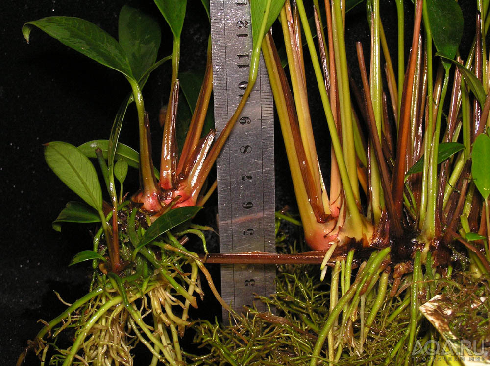 Корневище Anubias barteri var. angustifolia