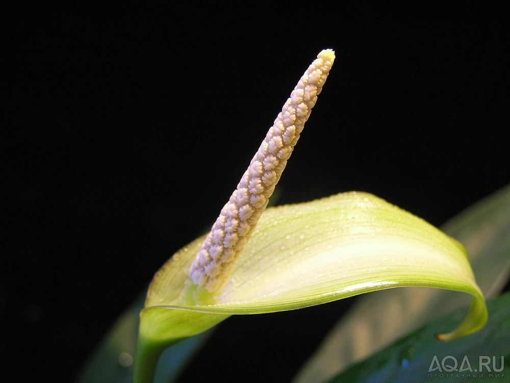 Цветок An. barteri var. angustifolia