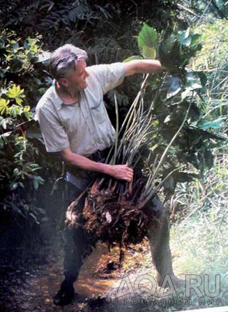 Anubias gigantea