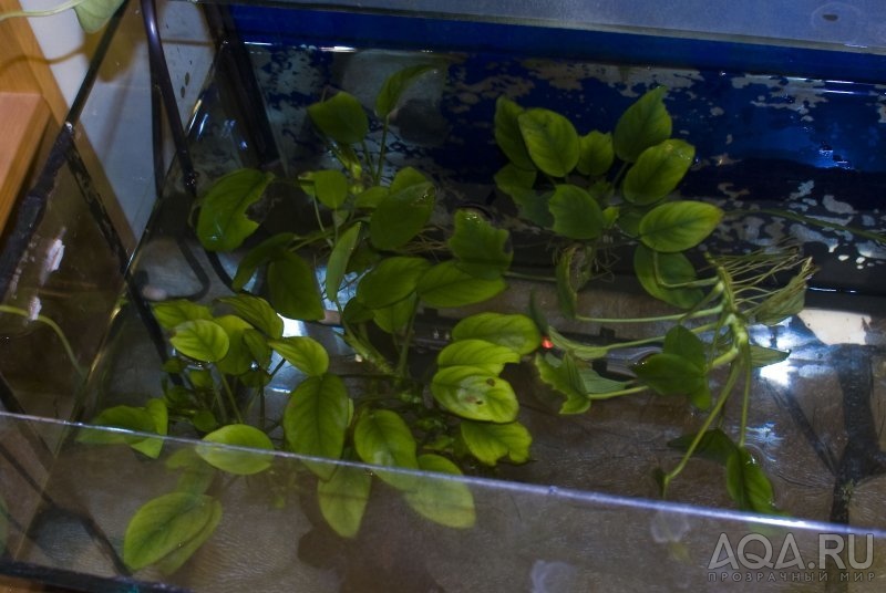 Anubias nana