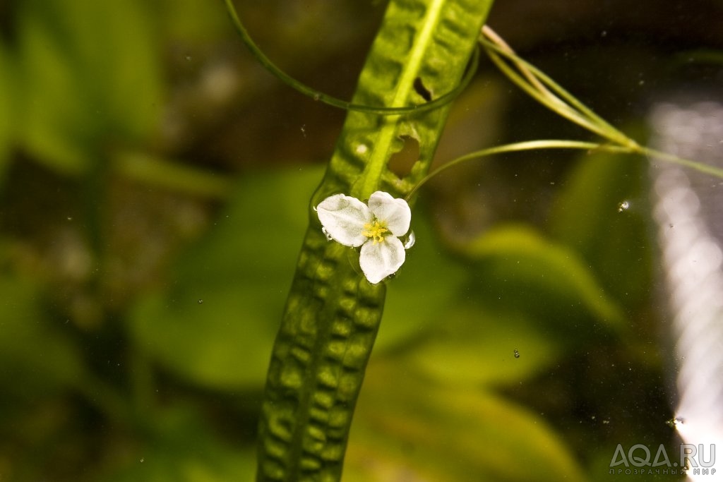 Цветок. Sagittaria subulata.