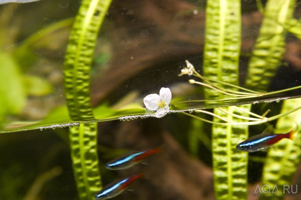 Цветок. Sagittaria subulata.