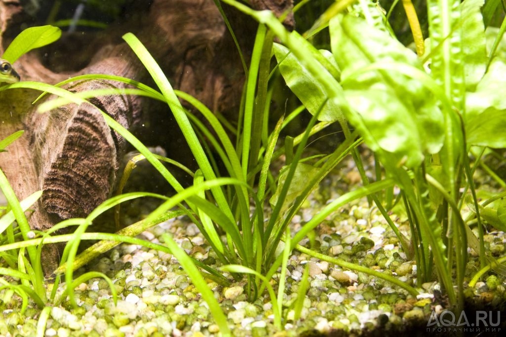 Sagittaria subulata